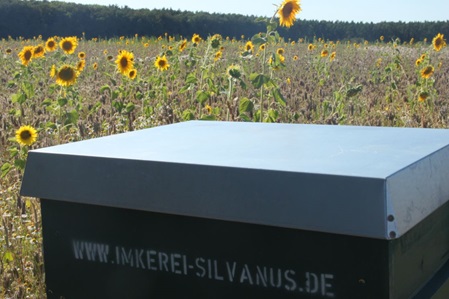 Unsere Bienenbeute vor einem Feld mit Bienenweide