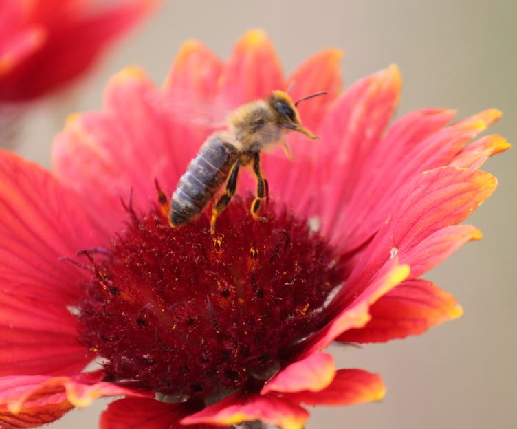 Eine unserer Bienen hebt zum Flug ab. Honigbiene mit Blütenpollen hebt ab