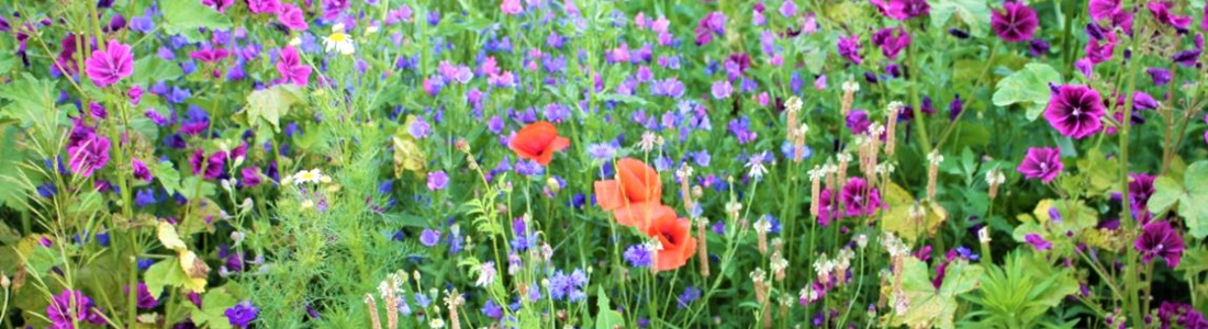 Unterschiedliche Blumen als Futterpflanze für Bienen und andere Insekten