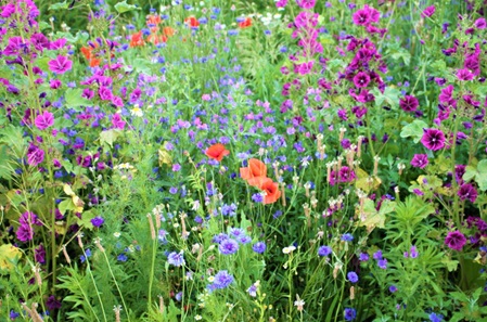 Unterschiedliche Blumen als Futterpflanze für Bienen und andere Insekten